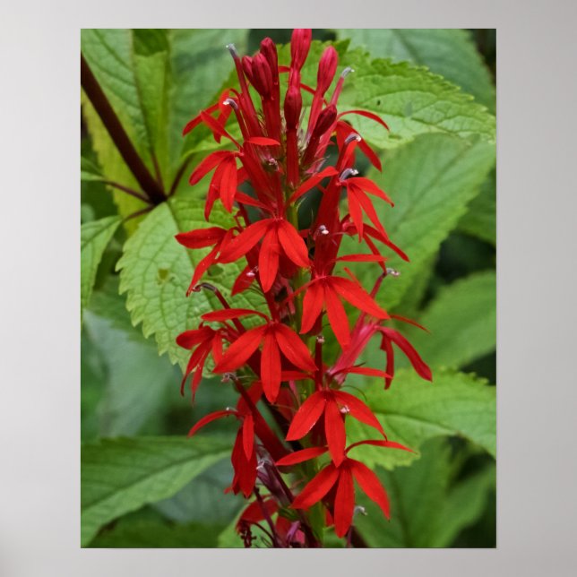 Poster Folhas de Vermelho (Frente)