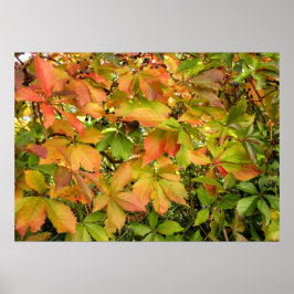 Poster Folhas de videira selvagens do outono