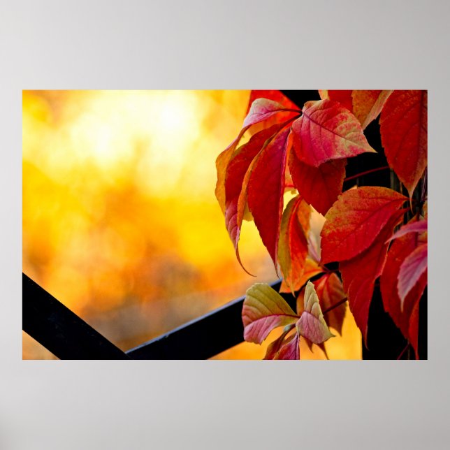 Poster Folhas de videira vermelha impressionantes no jard (Frente)