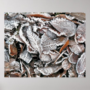 POSTER FOLHAS DO INVERNO