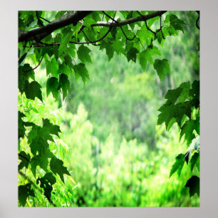 Pôster Folhas do verde