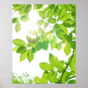 Pôster Folhas do verde na luz solar, fim-acima