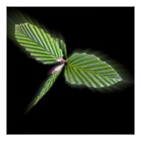 Folhas em forma de Dragonfly
