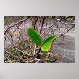 Poster folhas em vida