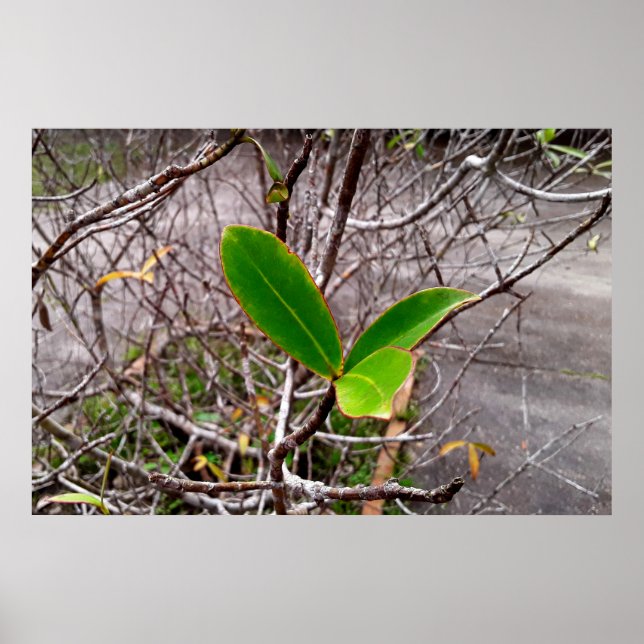 Poster folhas em vida (Frente)