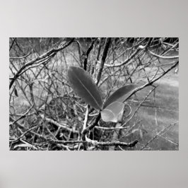 Poster folhas em vida1