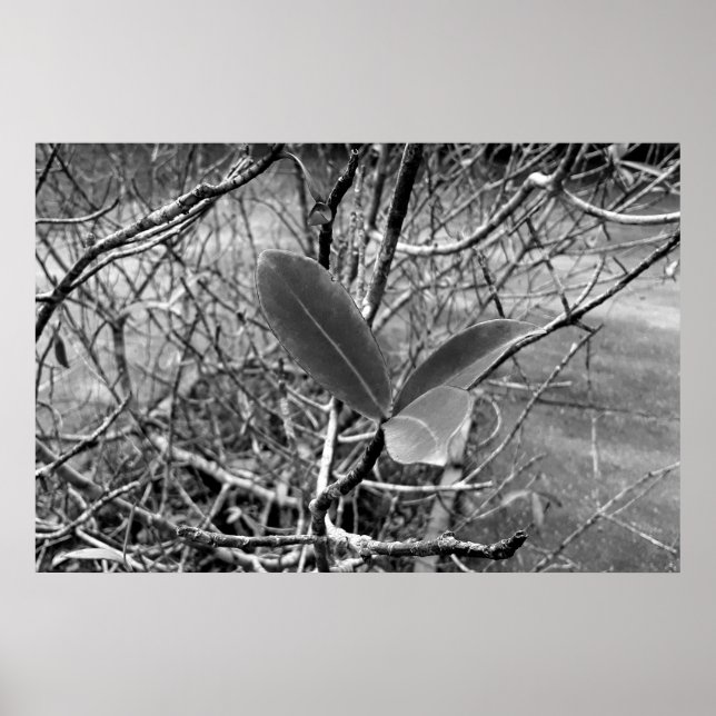 Poster folhas em vida1 (Frente)