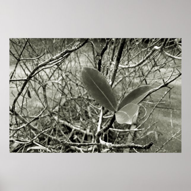 Poster folhas em vida3 (Frente)