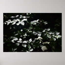 Poster Folhas Escuras