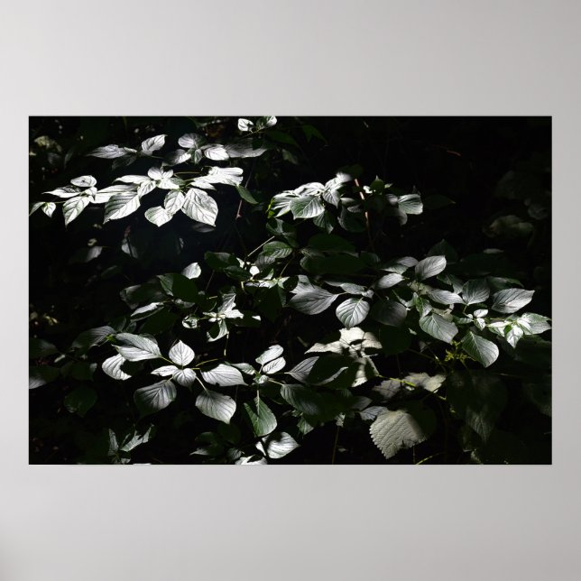 Poster Folhas Escuras (Frente)