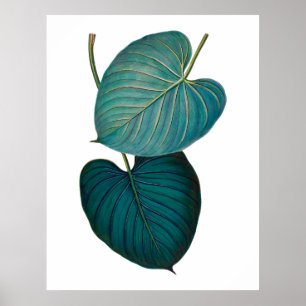 Pôster Folhas exóticas tropicais do philodendron