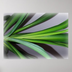 Poster folhas ficus