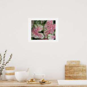 Poster Folhas Florais de Caládio Rosa