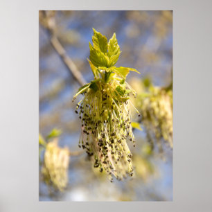 Poster Folhas fofas em foto da primavera