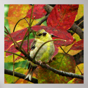 Poster Folhas Goldfinch e Autumn