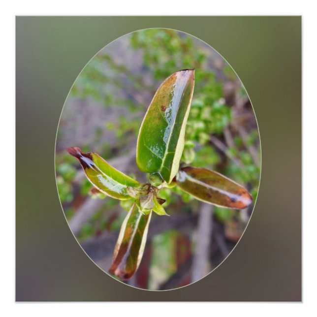 Pôster folhas novas em primavera (Frente)