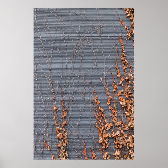 Poster Folhas secas de castanho na água (Frente)