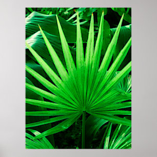 Poster Folhas tropicais, palma do moinho de vento, verde