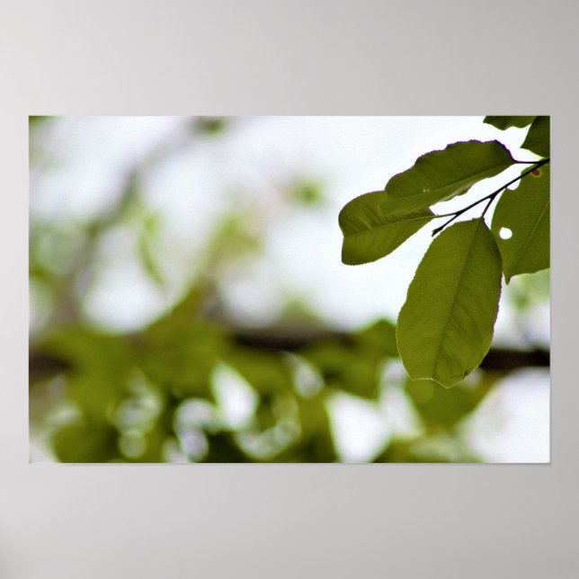 Poster Folhas Verdes (Frente)