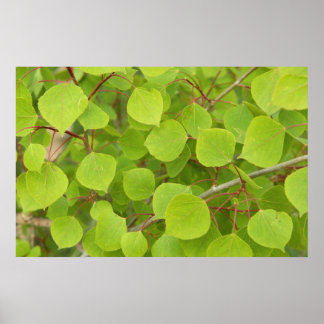 Poster folhas verdes aspen
