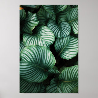 Poster Folhas verdes com planta de listras brancas