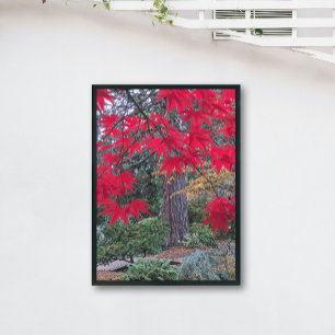 Pôster Folhas Vermelhas de Bordo em um Jardim Japonês