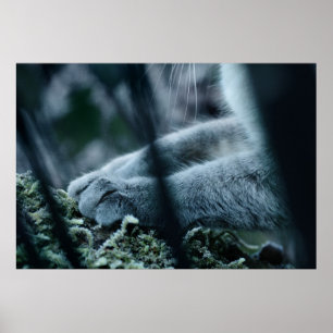 Pôster Folheado no veludo