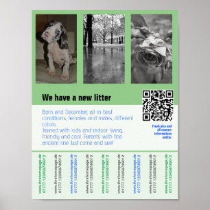 Poster folheto de filhotes à venda com código QR