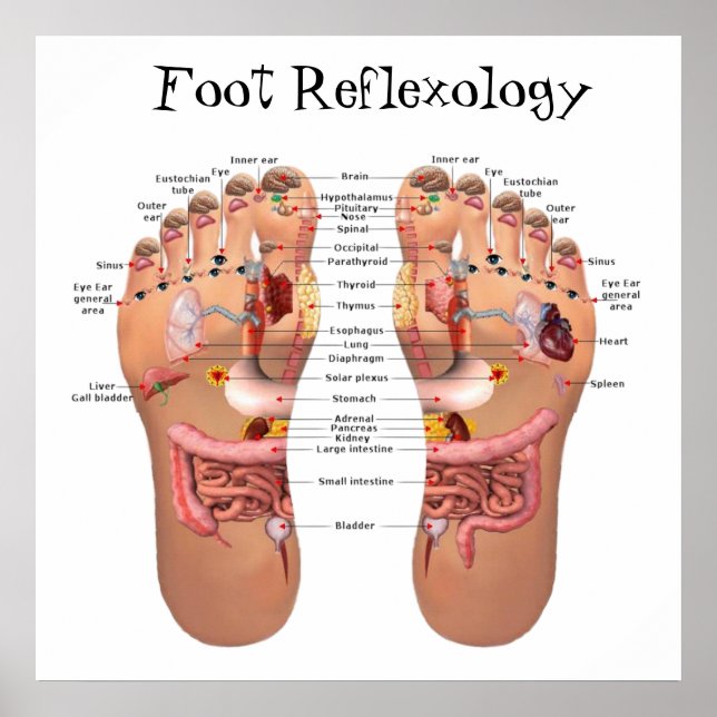 Poster Foot Reflexology 24x24" (Frente)