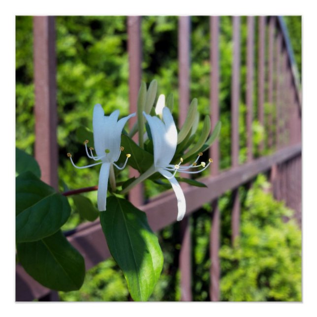 Pôster fora da linha (Frente)