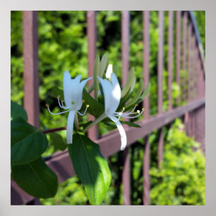 Pôster fora da linha