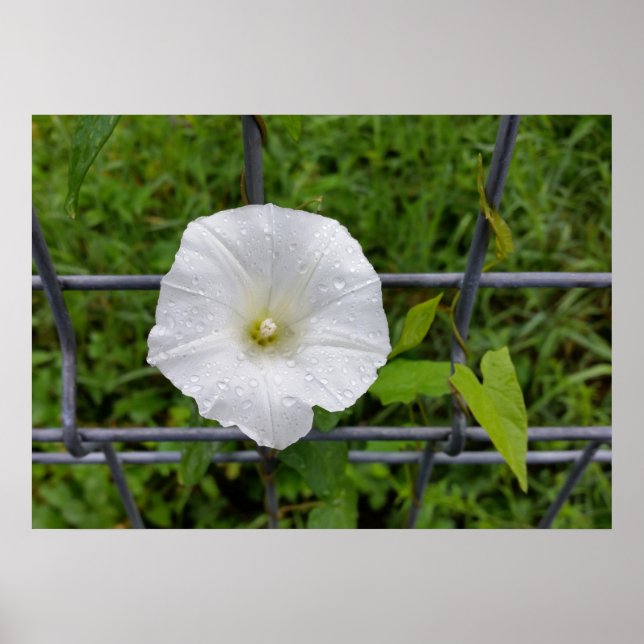Pôster fora na chuva (Frente)