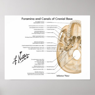 Poster Forâmens e canais da base craniana: Vista inferio