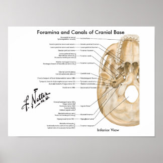 Poster Foramina e Canais de Base Cranial: Visão Inferior