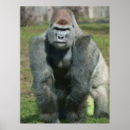 Poster Força emergente - Abrace o Silverback