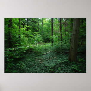 Pôster Forest3