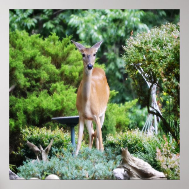 Poster Forest Deer (Frente)