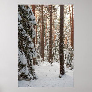 Pôster Forest in winter