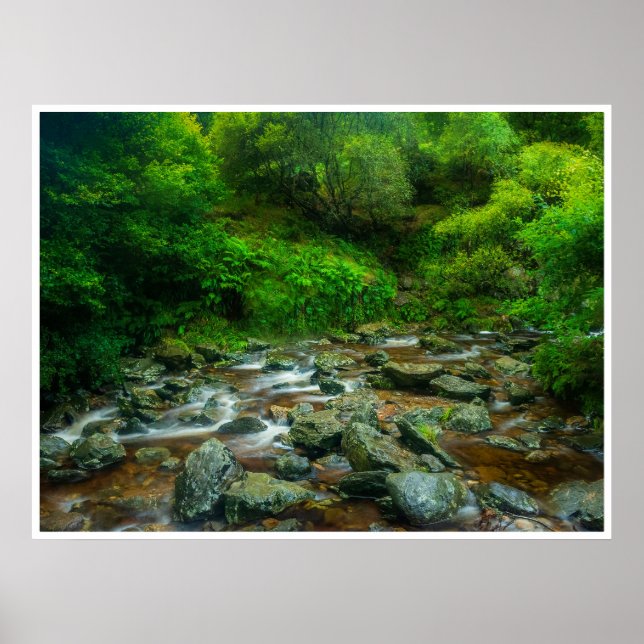 Poster Forest Stream in Lush Woodland (Dargle River) (Frente)