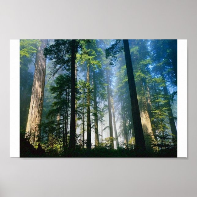 Poster Forest Sunlight (Frente)