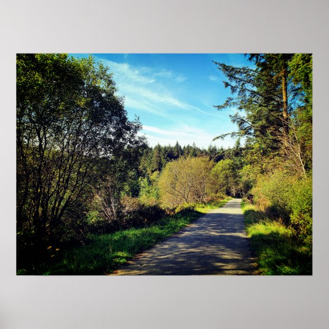 Poster Forest Trees along walking path Gorgeous day Poste (Frente)