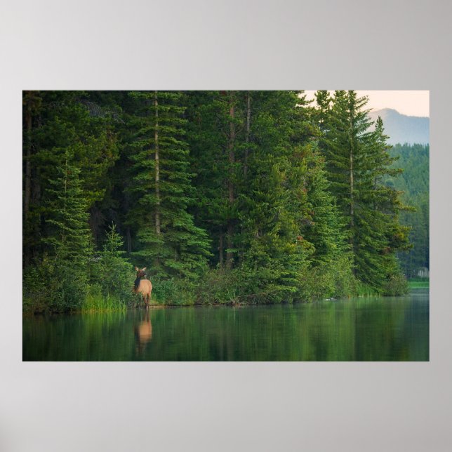 Poster Forests | Elk at Banff National Park Alberta (Frente)