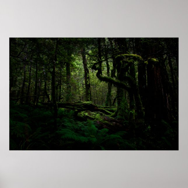 Poster Forests | Routeburn Track Fiordland National Park (Frente)