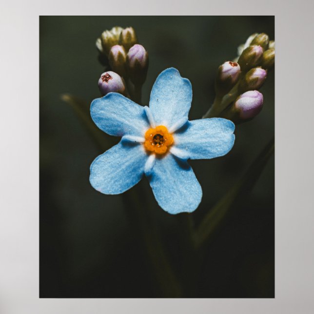 Poster Forget Me Not (Frente)