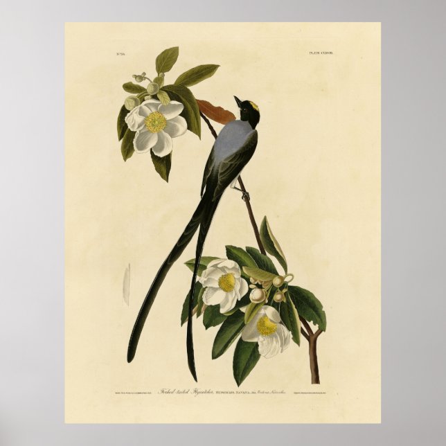 Poster Fork-tailed Flycatcher, Audubon's Birds of America (Frente)