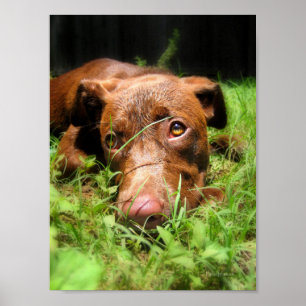 Poster Forlort Chocolate Pit Puppy