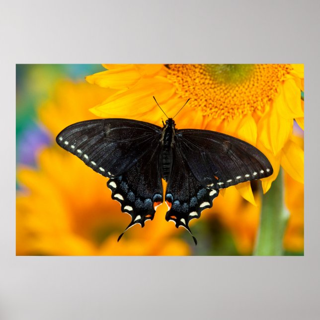 Poster Forma Negra De Tigre Oriental (Frente)