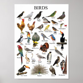 Poster Formação de aves