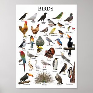 Poster Formação de aves