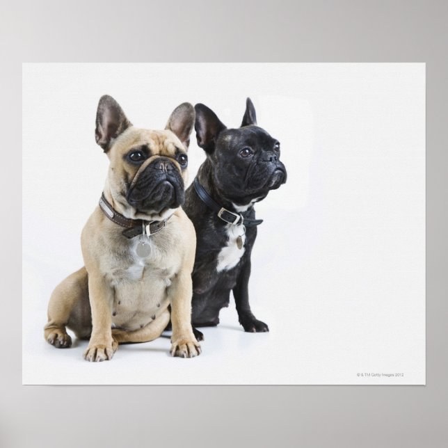 Poster Formação de cães e obediência (Frente)